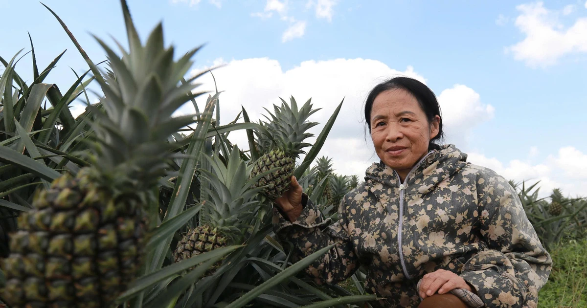 Cây dứa mở hướng thoát nghèo bền vững nơi vùng đồi khô cằn