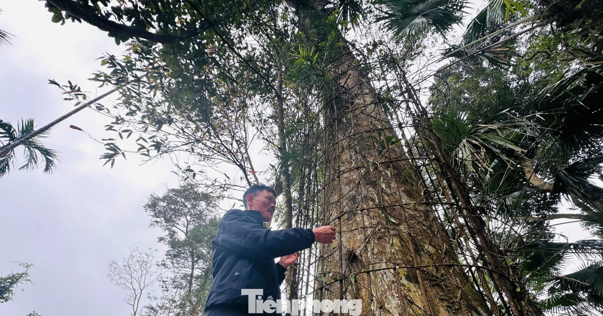 Cận cảnh gốc trầm 500 tuổi ở miền núi Hà Tĩnh