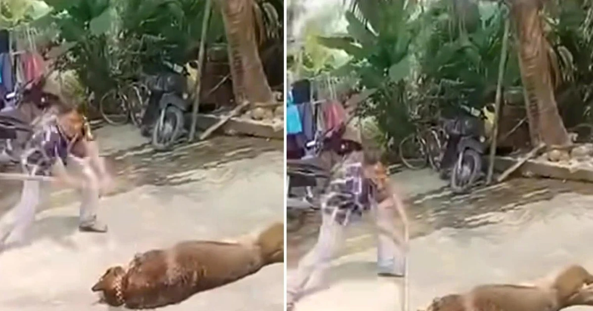 Cụ ông 83 tuổi tử vong do bị chó béc giê tấn công