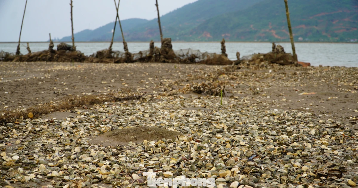 Nông dân bất lực nhìn ngao chết trắng bãi