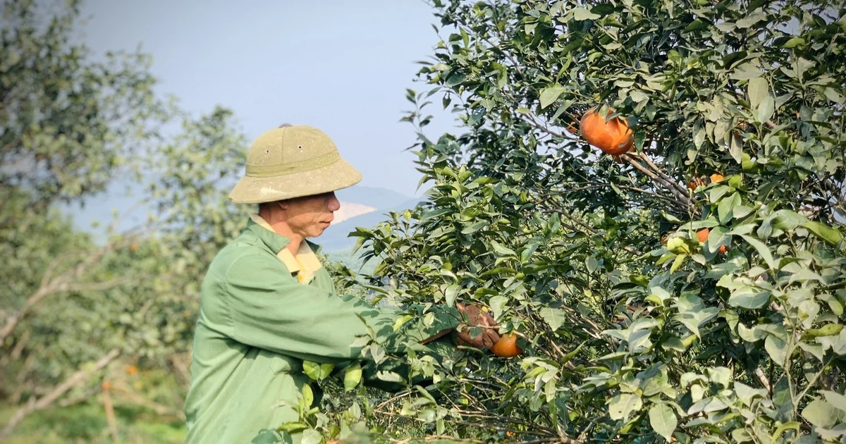 Cây cam mở lối thoát nghèo cho người dân miền núi Hà Tĩnh