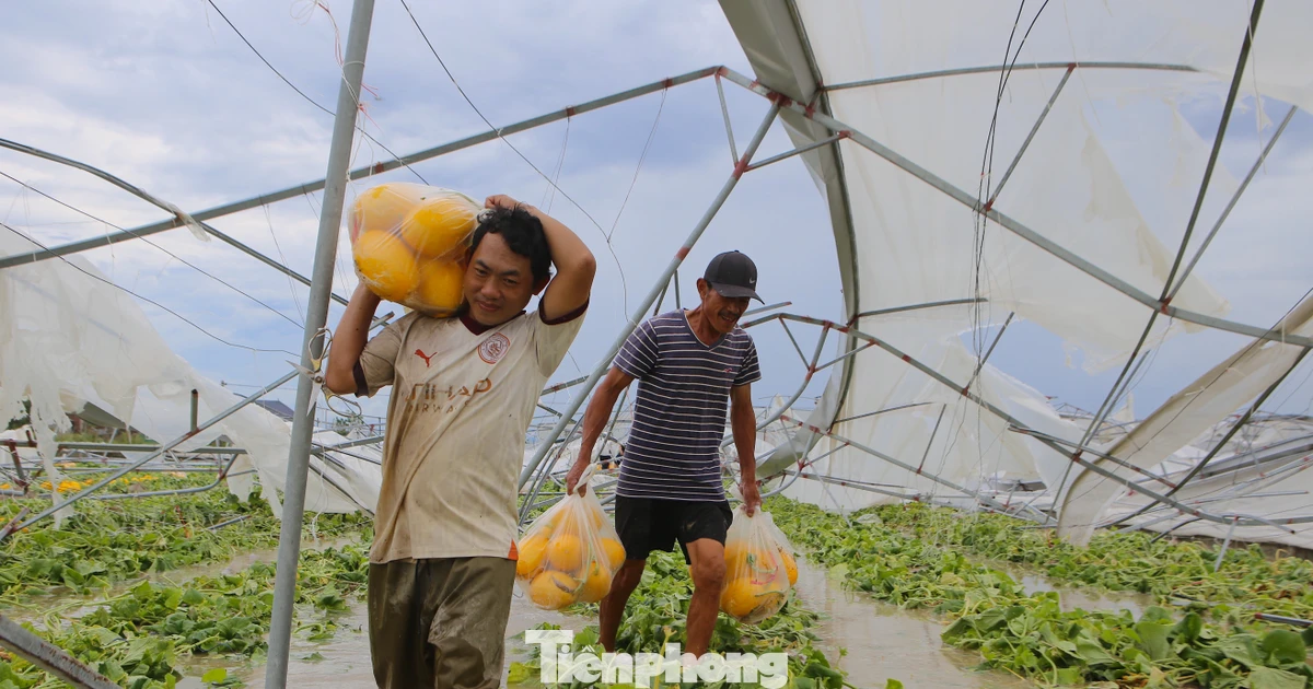 Hệ thống nhà màng dưa lưới gãy đổ, nông dân mất trắng tiền tỷ