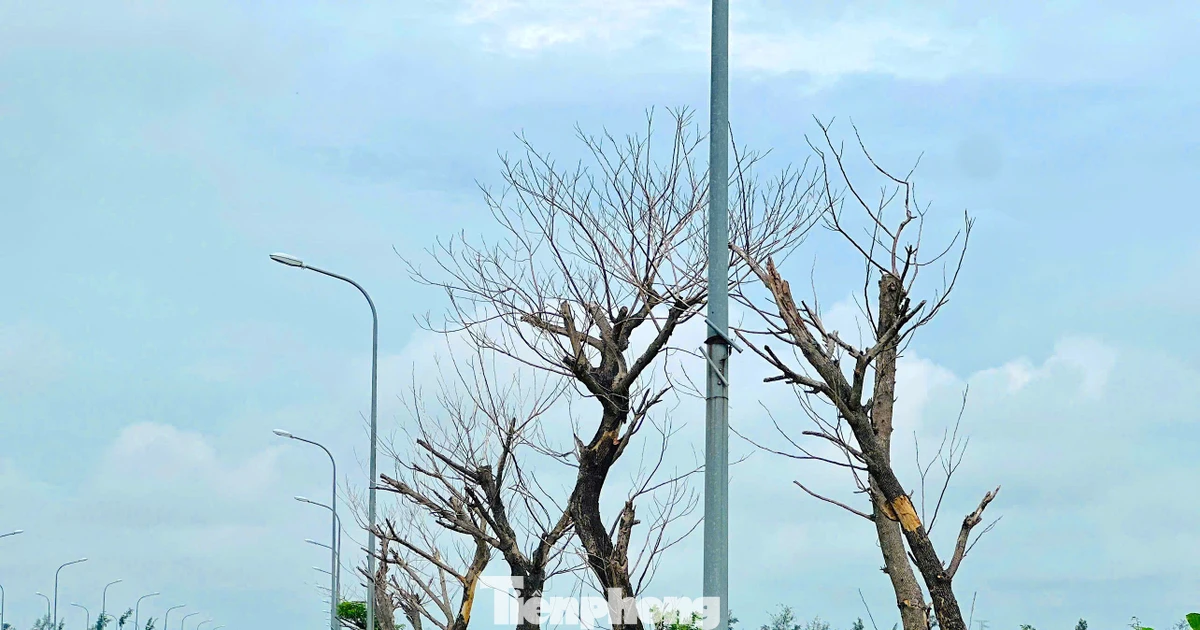 Hai dự án gần 9 tỷ đồng chưa bàn giao, nhiều cây xanh đã chết: Chủ đầu tư nói gì?