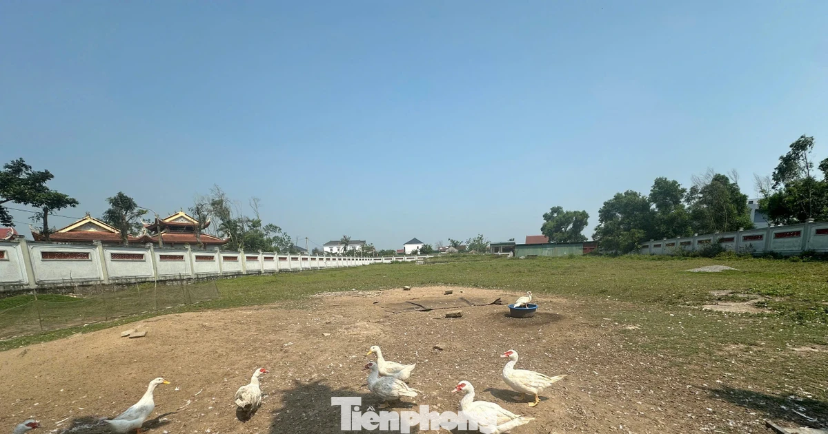 Dự án trùng tu đền 11 tỷ đồng đắp chiếu gần chục năm, giờ thành nơi nuôi gia cầm