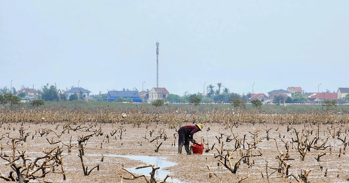 'Bức tường xanh' ở Hà Tĩnh chết khô