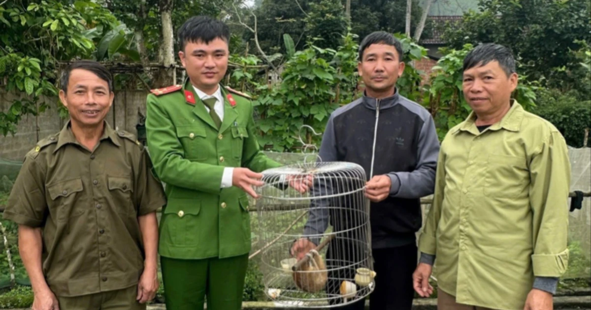 Bắt được culi trong vườn keo, người dân giao nộp cho ngành chức năng