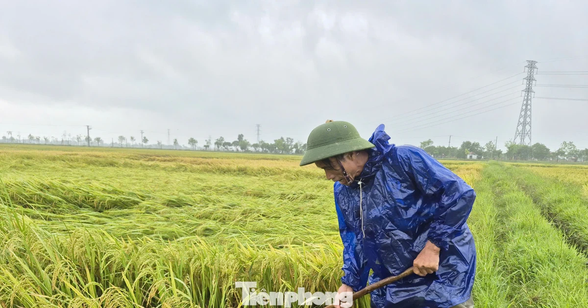 Hàng nghìn ha lúa ở Hà Tĩnh đổ rạp sau dông lốc kèm mưa đá