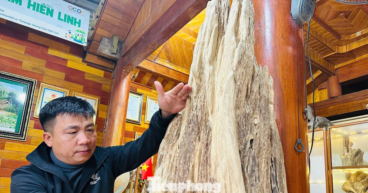 Khối gỗ trầm hương cổ thụ quý hiếm được trả giá nửa tỷ đồng ở Hà Tĩnh