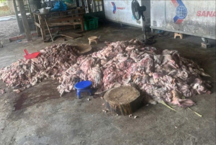 Phát hiện thịt lợn bốc mùi hôi thối sắp 'tuồn' ra thị trường