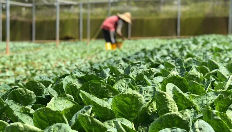 Rau VietGAP phủ chưa tới 1% diện tích, Bộ Nông nghiệp xây dựng tiêu chuẩn mới