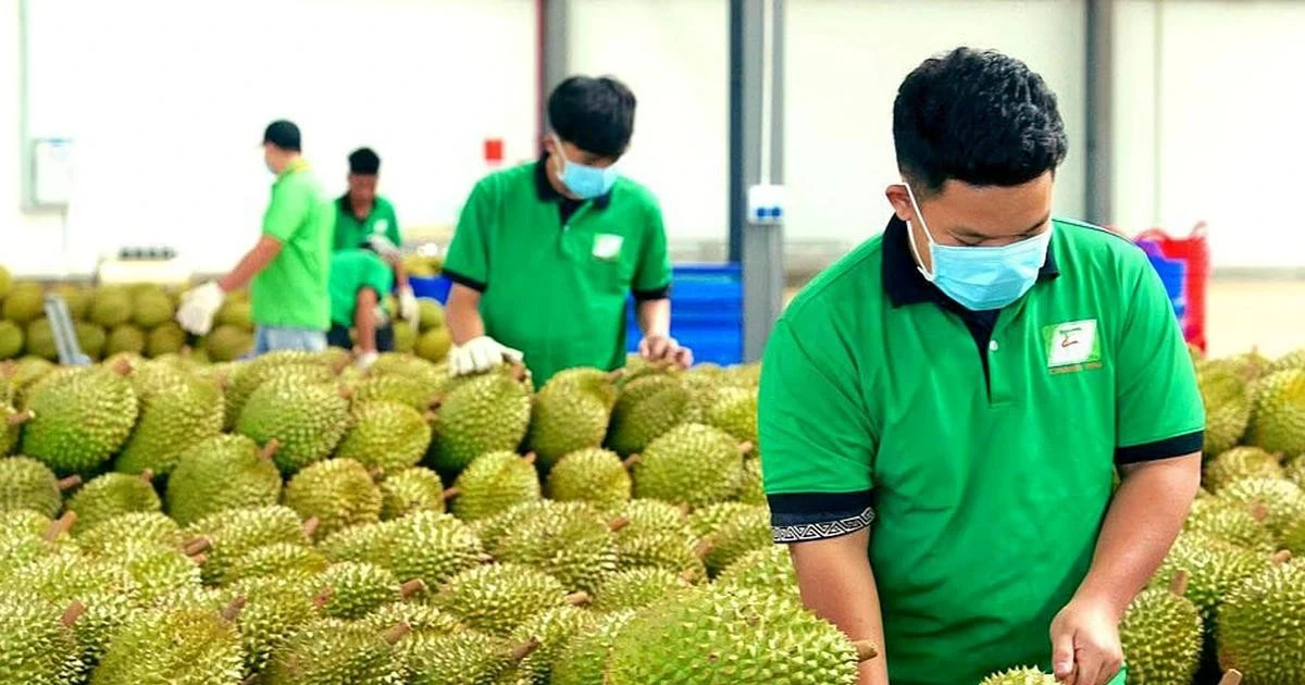 Cấp mã số vùng trồng: Chuyển từ 'xin - cho' sang tự chịu trách nhiệm