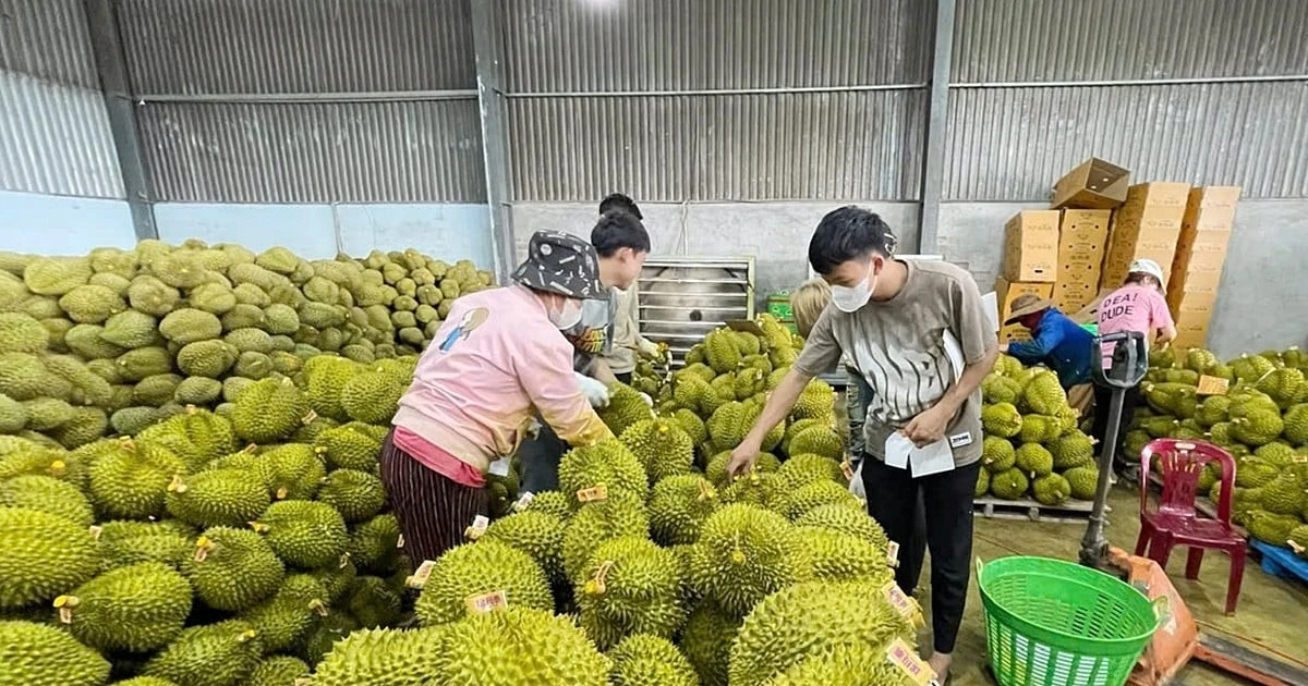 Vì sao sầu riêng giảm giá đồng loạt?