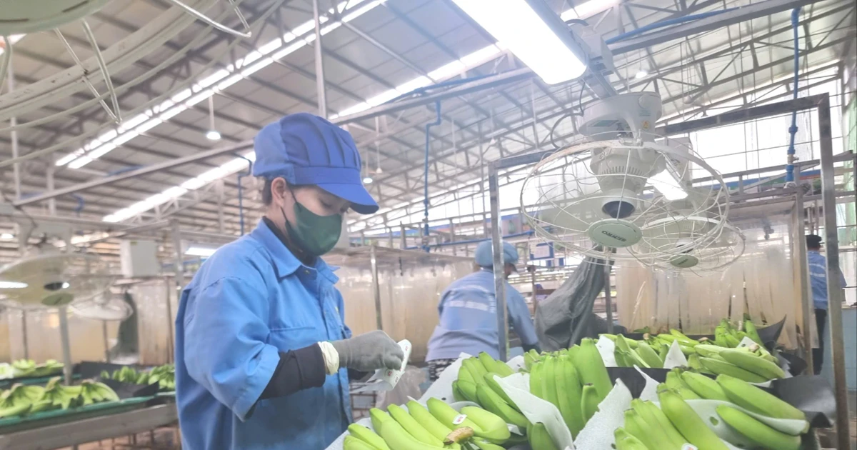 Dự báo mặt hàng rau quả mới sẽ gia nhập 'câu lạc bộ' tỷ USD