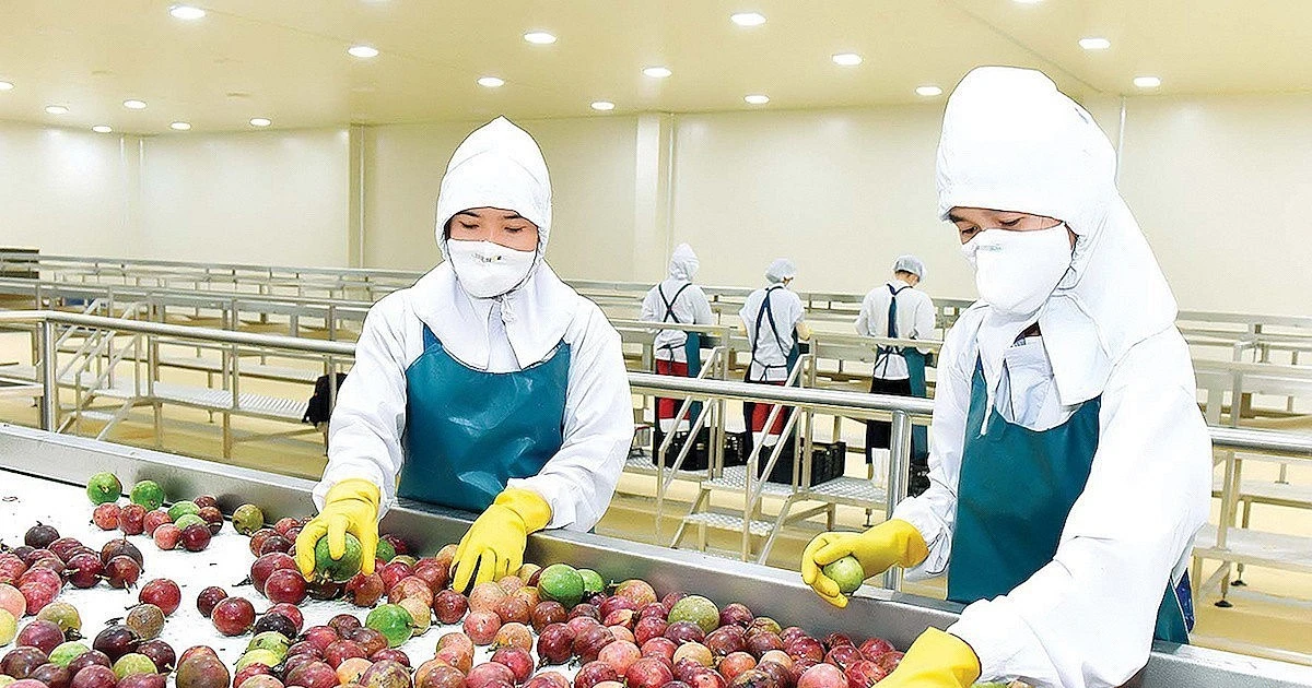 Trung Quốc, châu Âu tăng mạnh mua rau quả Việt Nam