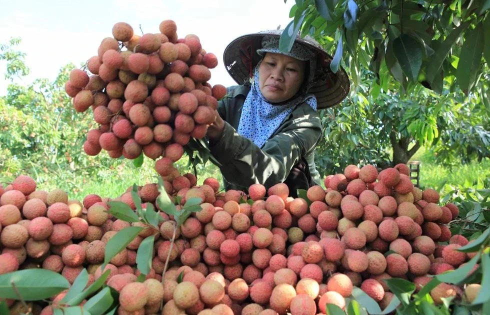 Nghịch lý mùa vải năm nay