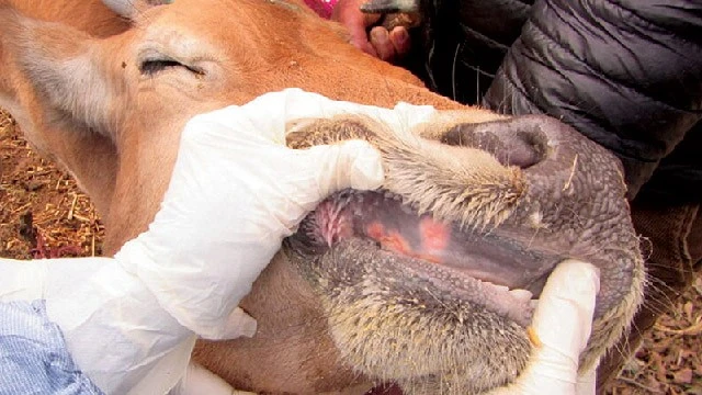 Bộ Nông nghiệp cảnh báo virus lở mồm long móng chủng mới, độc lực mạnh