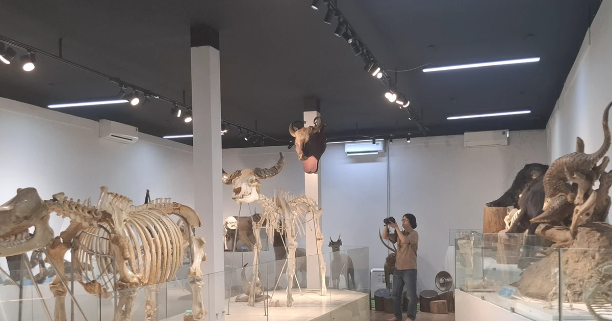 Độc đáo các loài chim thú quý hiếm qua bộ tiêu bản ở Vườn quốc gia Cát Tiên