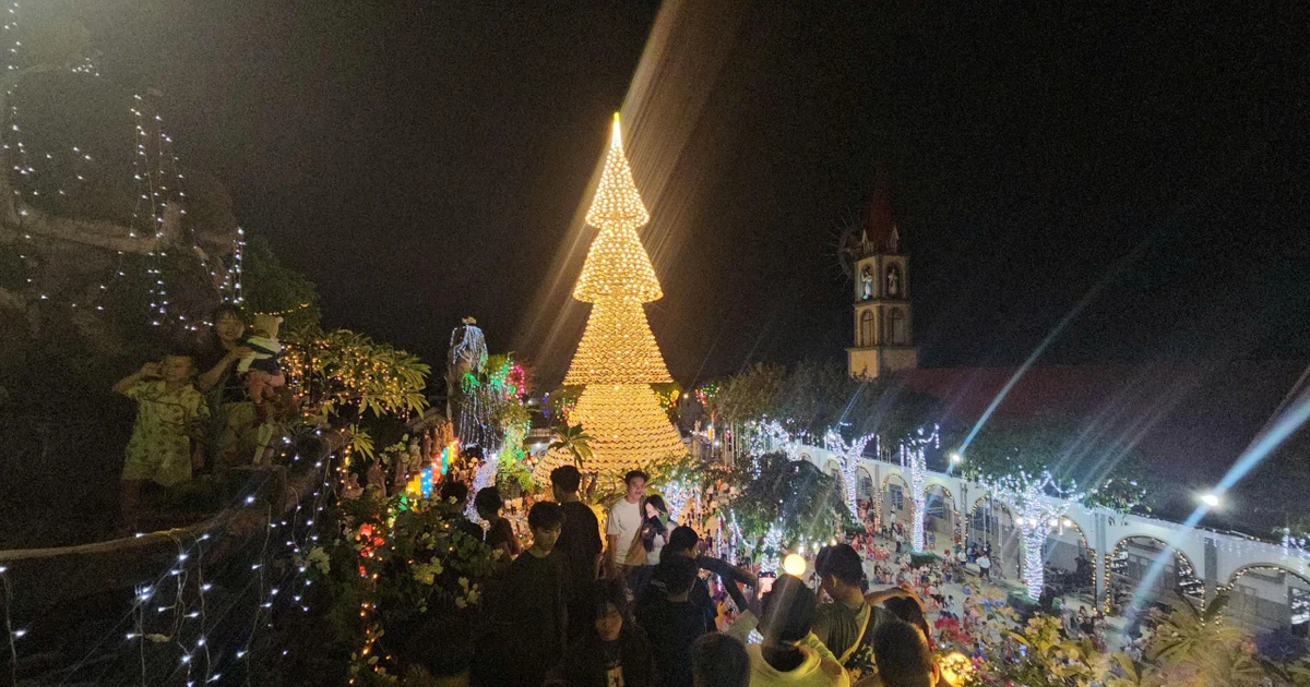 ‘Check-in' cây thông nón lá khổng lồ ở Đồng Nai
