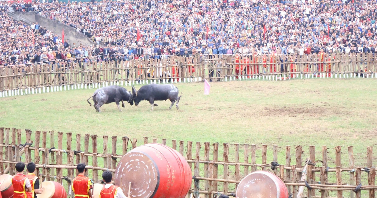 Những màn 'so sừng' kịch tính tại Lễ hội chọi trâu Hải Lựu ở Phú Thọ