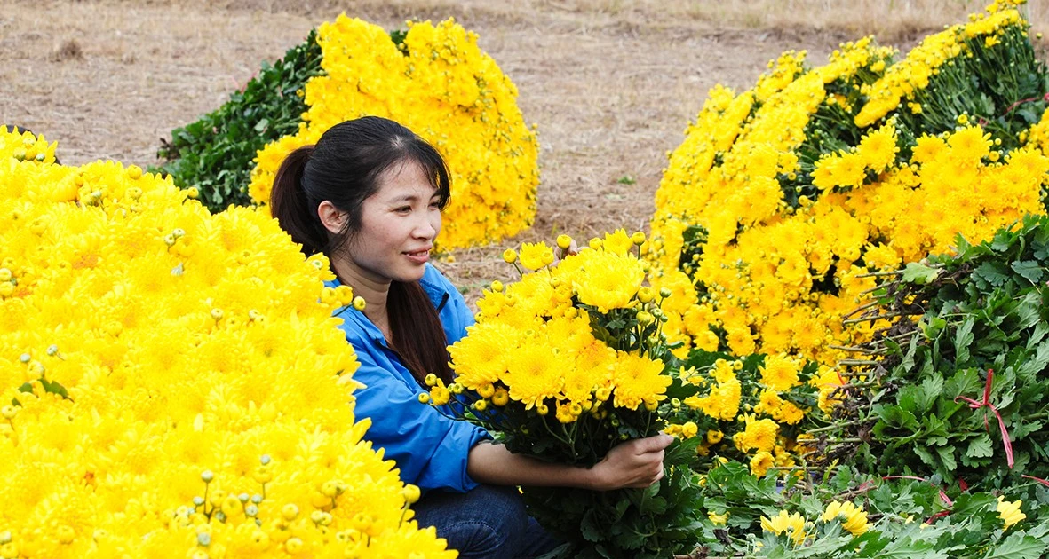 Sắc vàng cúc kim cương phủ kín làng hoa những ngày giáp Tết