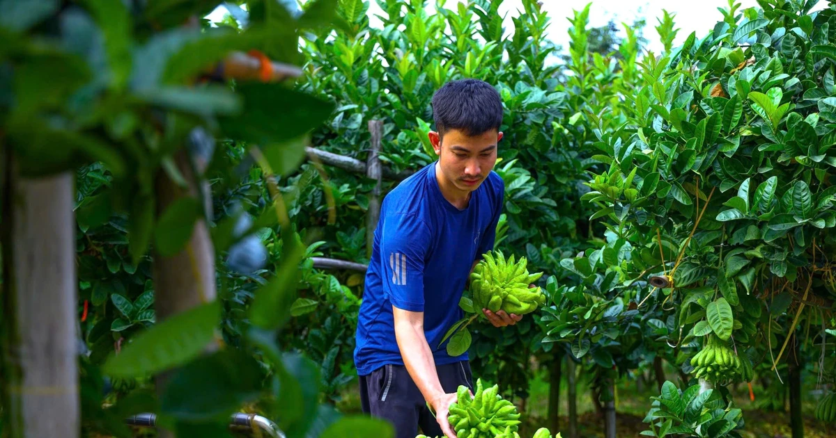 Tết cận kề, làng phật thủ Liên Châu rộn ràng đón khách bốn phương