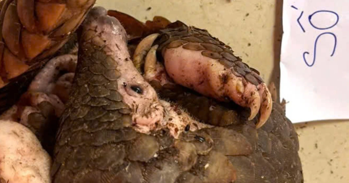 Bắt quả tang hai vợ chồng nuôi nhốt động vật quý hiếm tại nhà