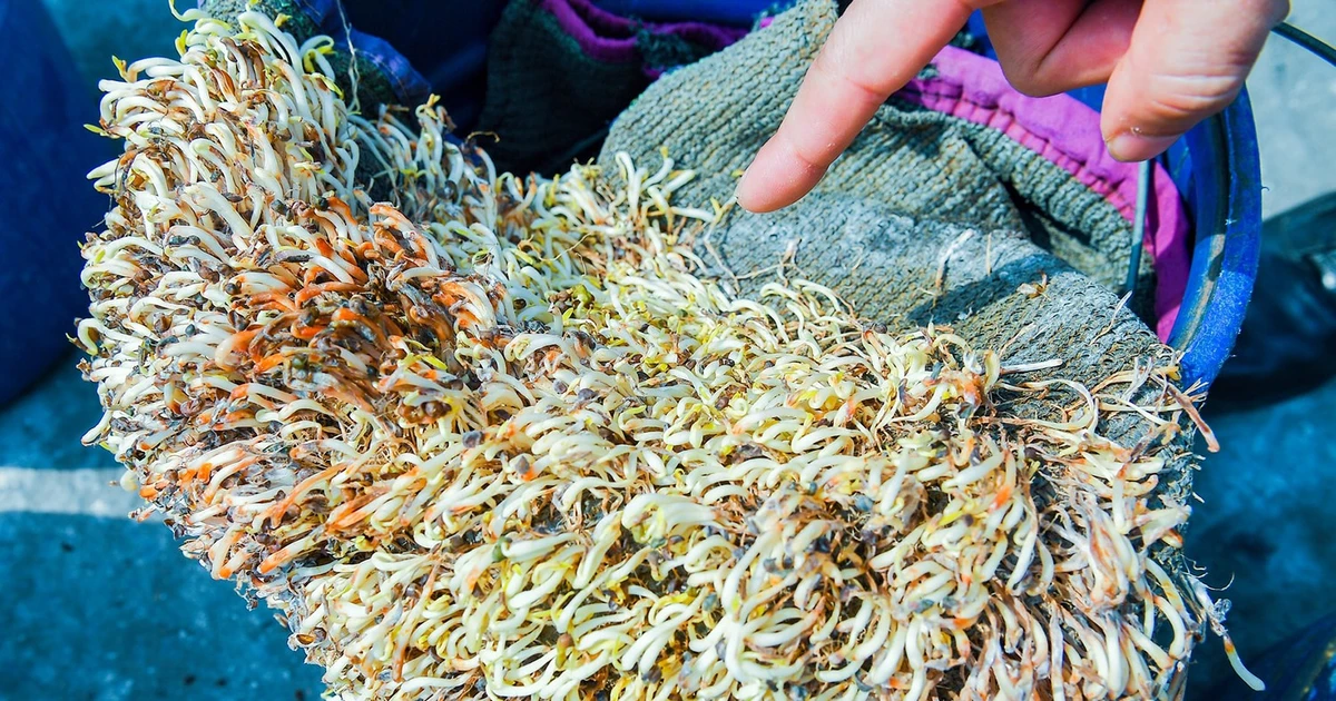 Hải Phòng tiêu hủy 5 tấn giá đỗ ngâm hóa chất