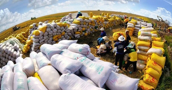 Giá lúa gạo tiếp tục giảm, không liên quan đến xung đột Trung Đông