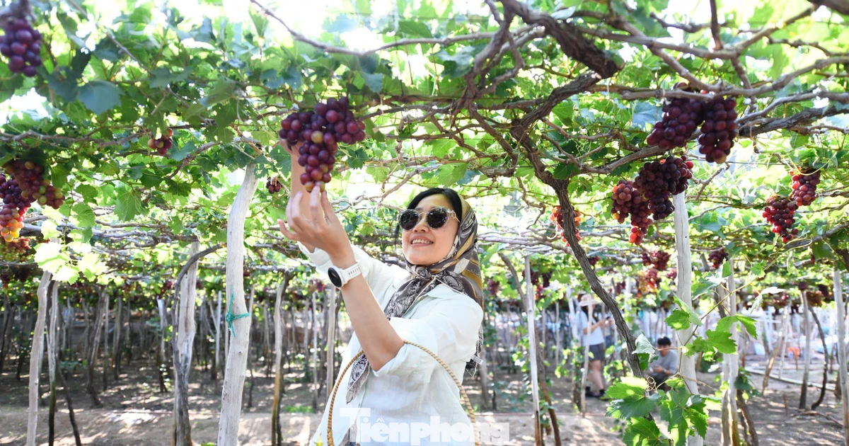 Tận thấy nơi 'gây bão' ở thủ phủ nho Ninh Thuận