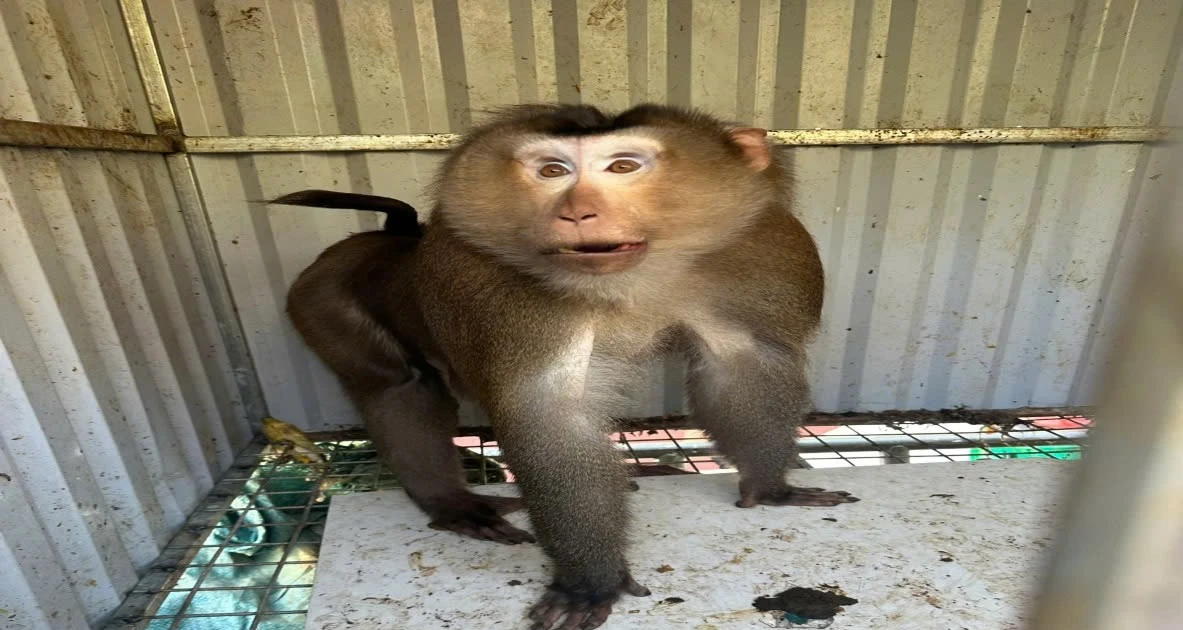 Người dân tự nguyện bàn giao khỉ Mốc quý hiếm