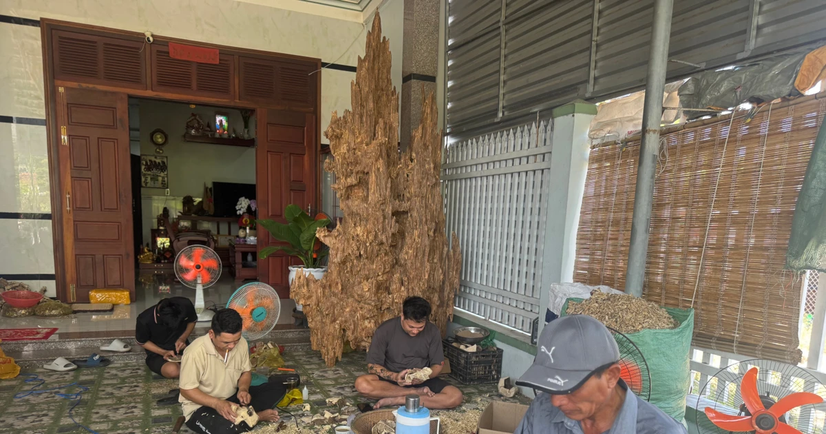 Trầm hương Khánh Hòa: Từ linh khí đại ngàn đến khát vọng vươn tầm thế giới