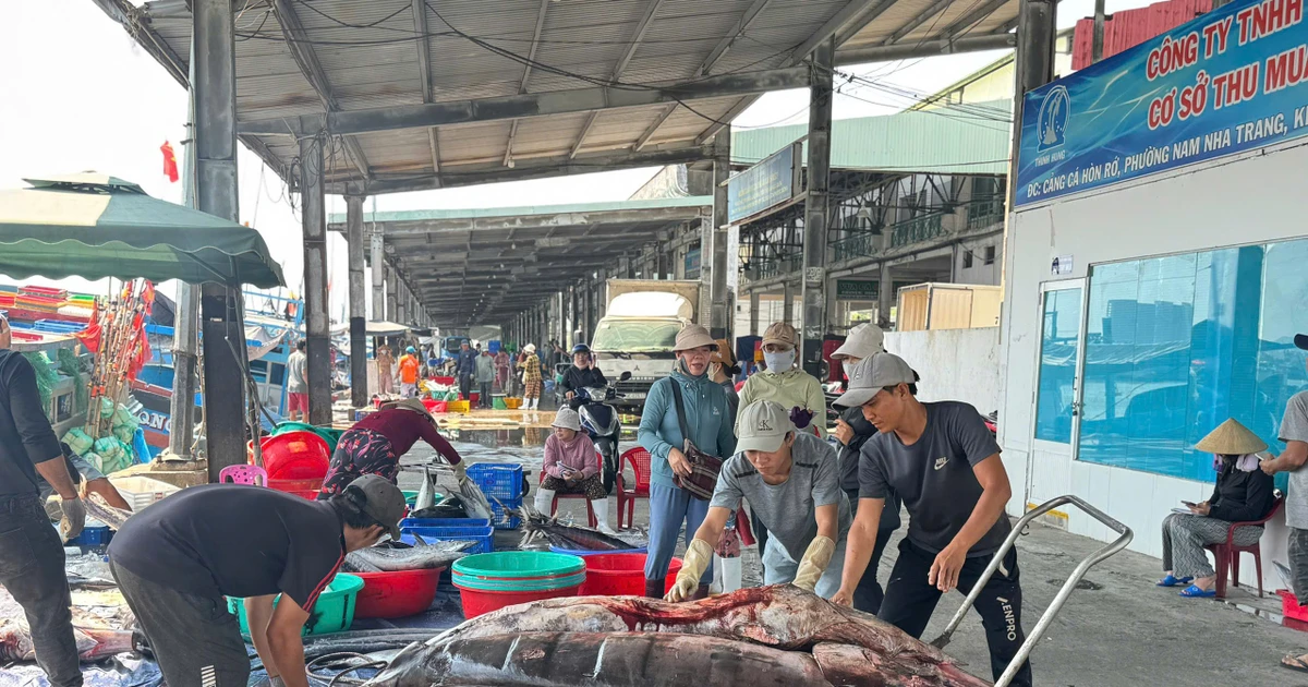 'Đột nhập' cảng cá lớn nhất vùng Duyên hải Nam Trung Bộ