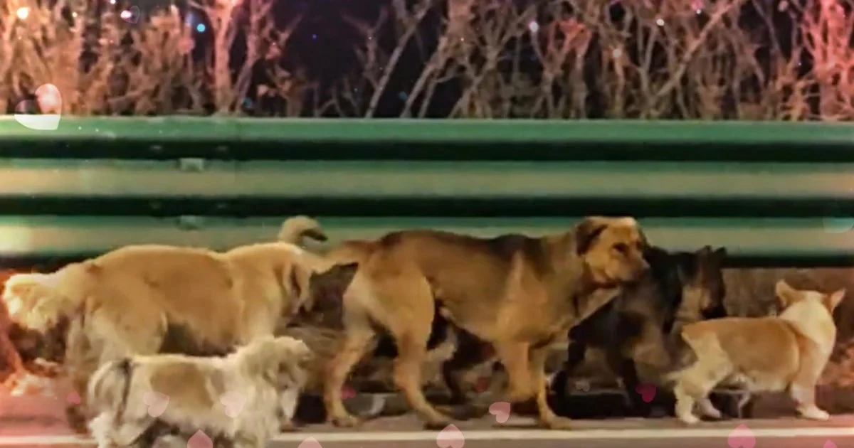 230 triệu người đã bị 'dắt mũi' vụ 7 chú chó trốn thoát khỏi chuồng nhốt ở Trung Quốc như thế nào?