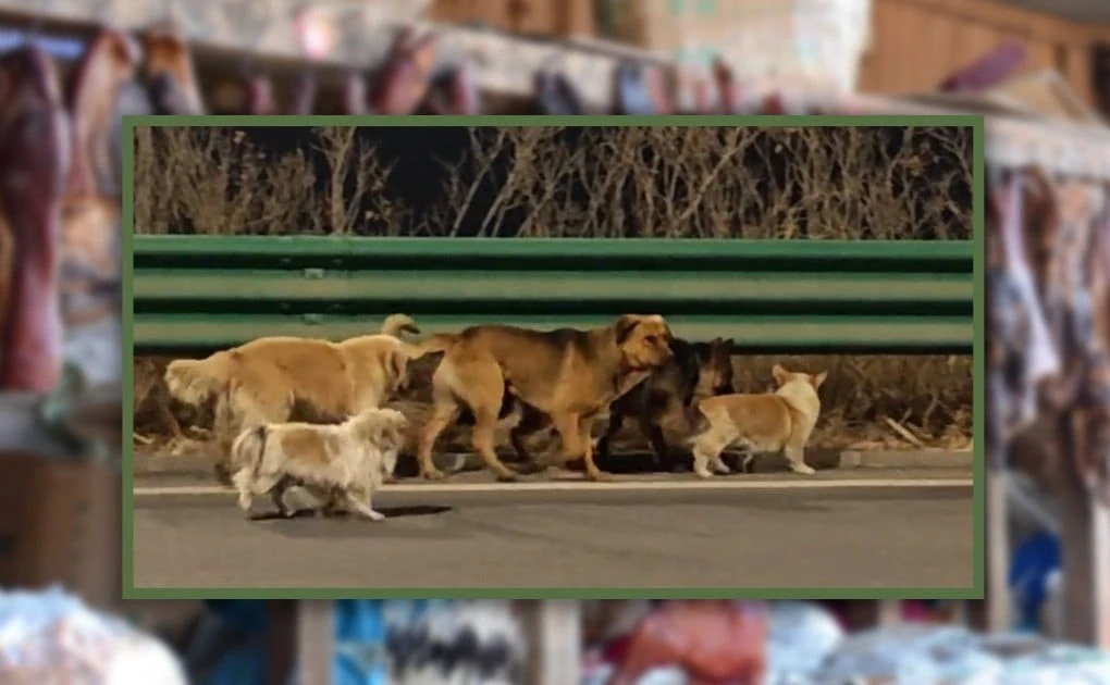 Hành trình trốn thoát kỳ diệu dài 17km của 7 chú chó thu hút 230 triệu lượt xem