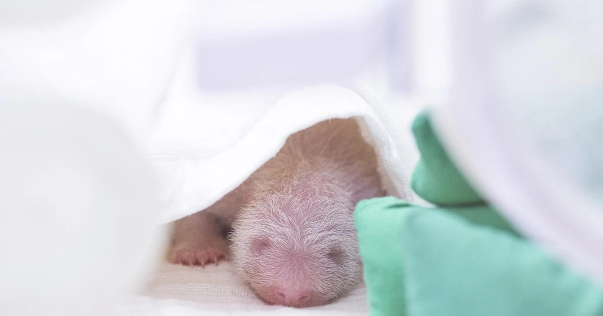 Hình ảnh bé gấu trúc mới chào đời tại Hàn Quốc 'phủ sóng cõi mạng'