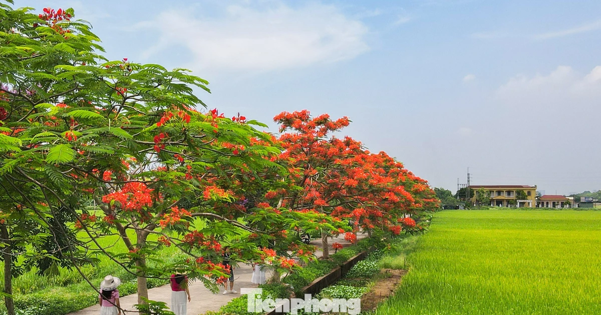 Check-in đường hoa đẹp như phim ở Bắc Ninh