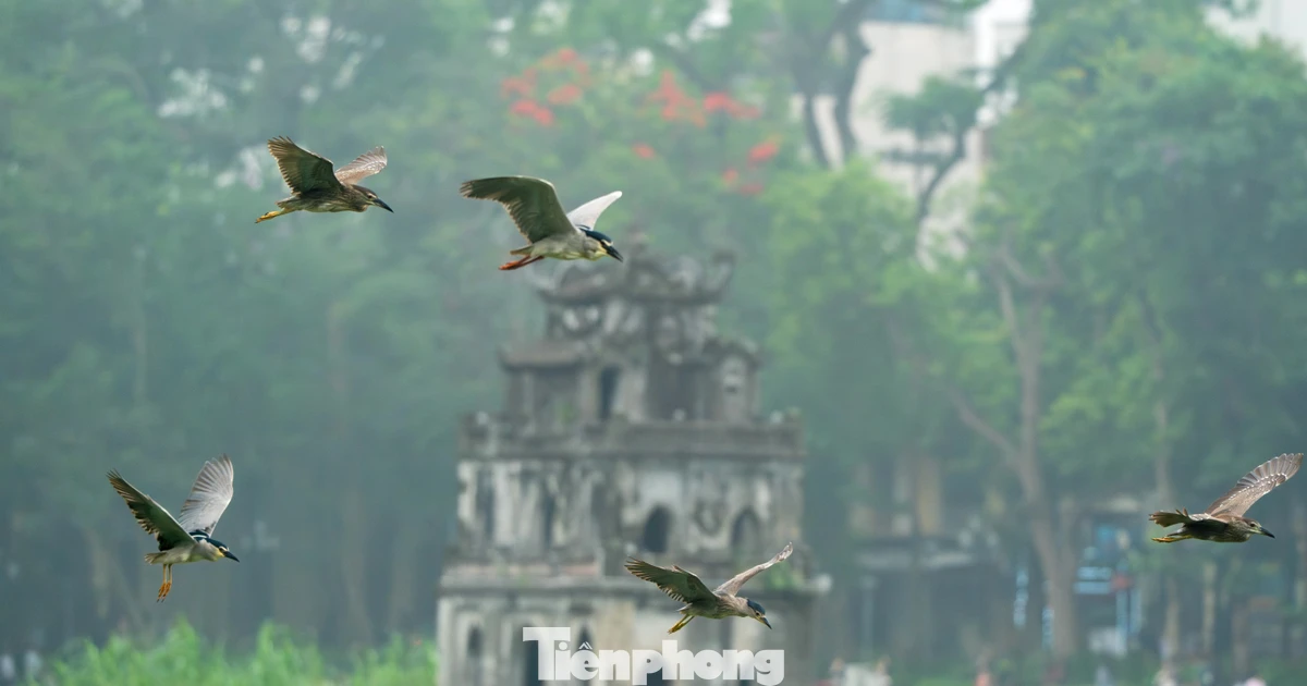 Chim hoang dã 'định cư' ở Hồ Gươm, chao liệng săn mồi trước mắt du khách