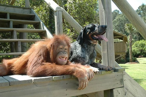 Tình bạn của đười ươi và chó - nỗi đau được xoa dịu khi chăm sóc người khác