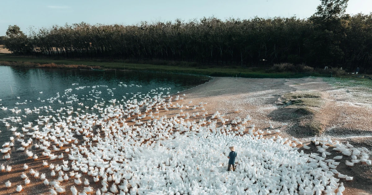 Đẹp ngỡ ngàng 'lốc xoáy' vịt trắng muốt ở Tây Ninh