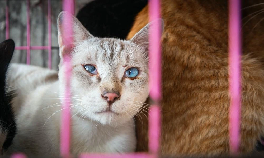 hoahoctro.tienphong.vn