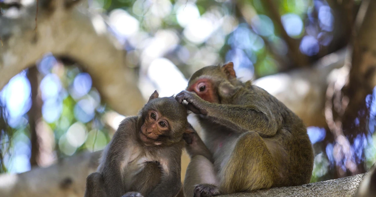 'Đột nhập' hòn đảo có hàng nghìn con khỉ ở Nha Trang