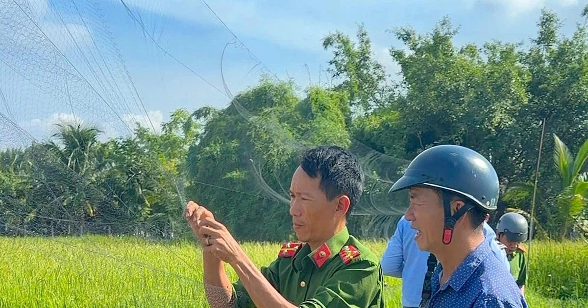 Phát hiện hàng loạt vụ giăng lưới săn bắt chim yến