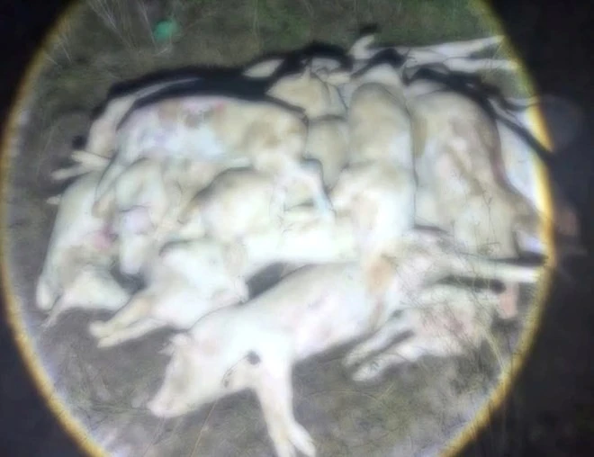 Kinh hãi hàng trăm con heo chết, nghi bị bệnh chuẩn bị đưa ra thị trường tiêu thụ