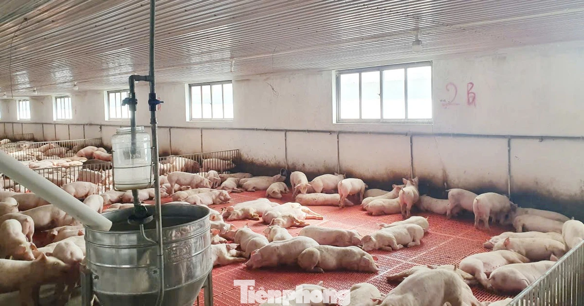 'Lâu lắm rồi người nuôi lợn mới có cái Tết vui như thế này'