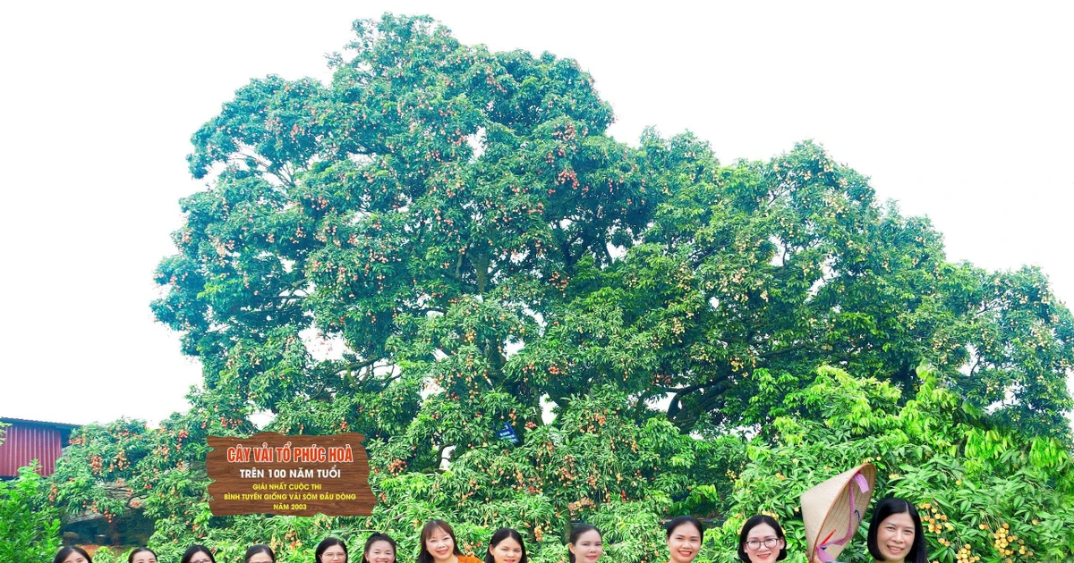 Điều đặc biệt về cây vải thiều 'báu vật' ở Bắc Ninh