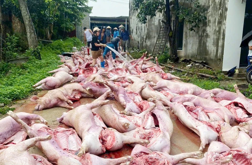 Sét đánh mất điện, hơn 550 con lợn chết ngạt làm thiệt hại 5,5 tỷ đồng