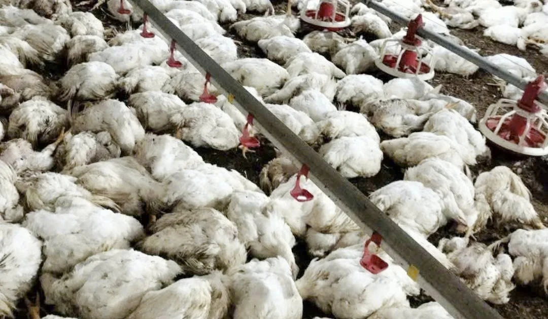 Mất điện làm hơn 2 vạn con gà chết ngạt