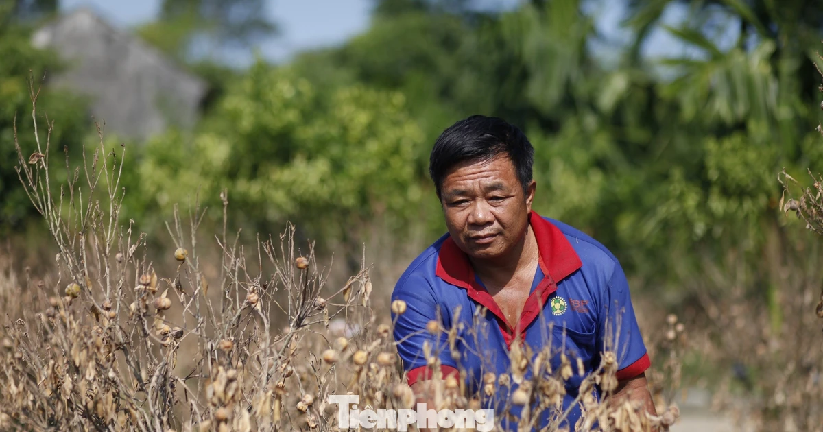 Xót xa vườn quất ‘trăm triệu’ ở Bắc Ninh chết khô sau lũ