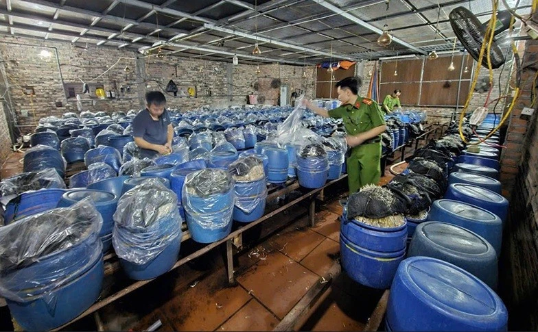 Khởi tố 3 chủ cơ sở tuồn ra thị trường gần 1.000 tấn giá đỗ ngâm hoá chất