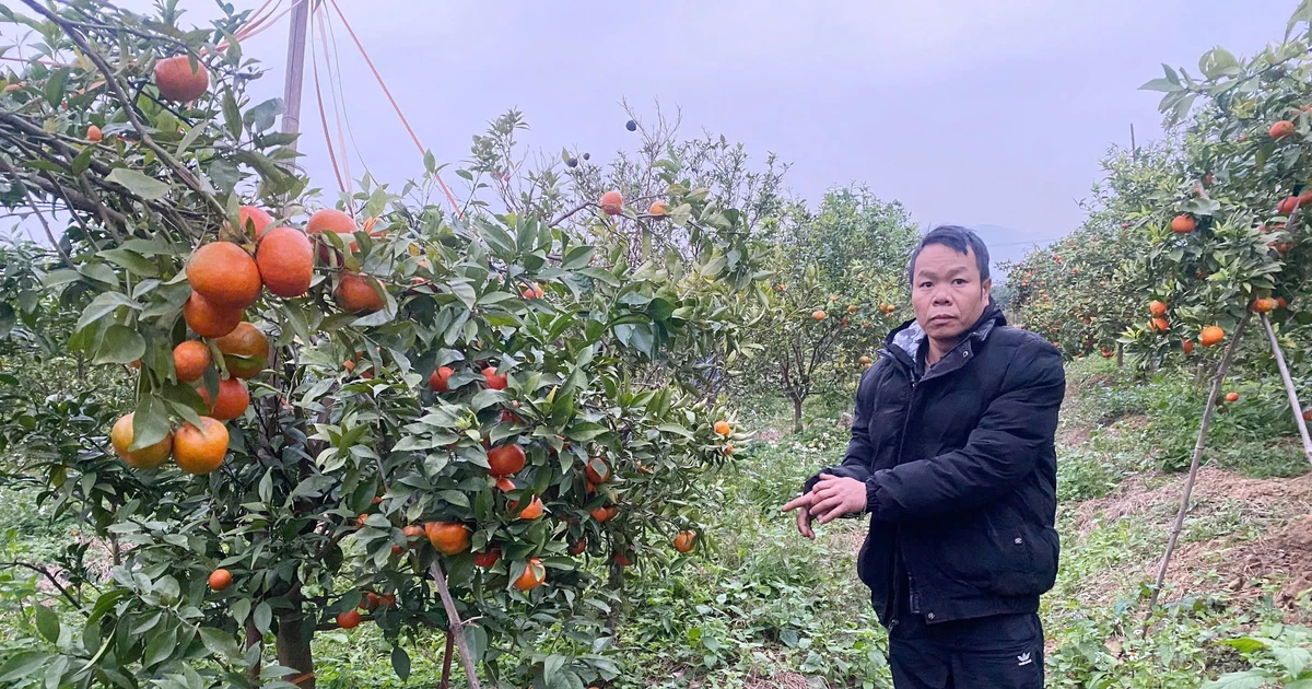 Cận Tết, vườn cam bỗng thành mục tiêu trộm cắp